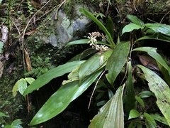 Eria scabrilinguis