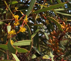 Eucalyptus leptophylla