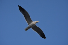 Larus fuscus