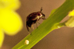 Steganopsis melanogaster