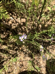 Dontostemon integrifolius