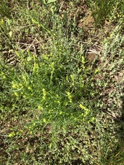 Artemisia palustris