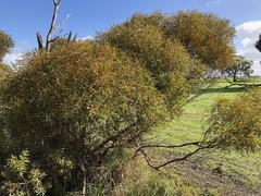 Eucalyptus leptophylla
