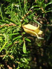 Oligotrophus juniperinus