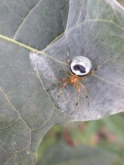 Bijoaraneus mitificus