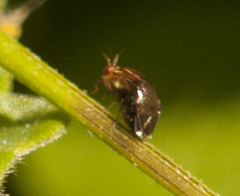 Steganopsis melanogaster