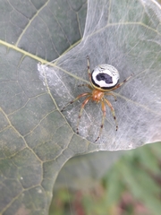Bijoaraneus mitificus