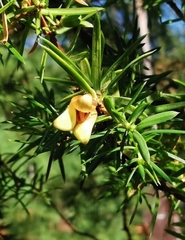 Oligotrophus juniperinus