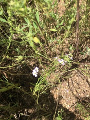Dontostemon integrifolius