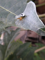 Bijoaraneus mitificus