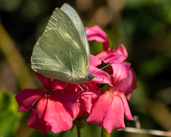 Catopsilia florella