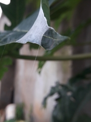 Bijoaraneus mitificus