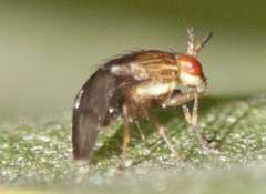 Steganopsis melanogaster