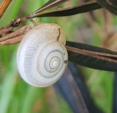 Monacha cartusiana