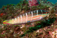 Coris dorsomacula