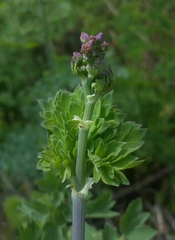 Thalictrum fendleri polycarpum