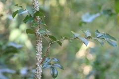 Zanthoxylum brachyacanthum