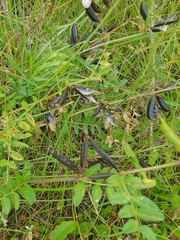 Vicia grandiflora