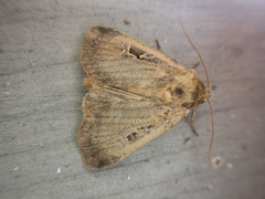 Pseudohermonassa flavotincta