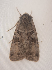 Anaplectoides pressus