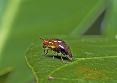 Steganopsis melanogaster