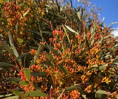 Eucalyptus leptophylla