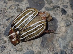 Polyphylla crinita