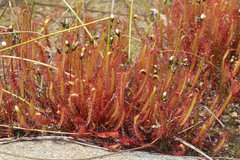 Drosera linearis