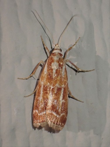 Ponderosa Pine Coneworm Moth photo 5