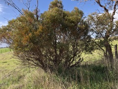 Eucalyptus leptophylla