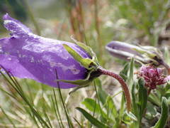 Campanula alpestris