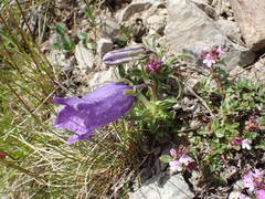 Campanula alpestris