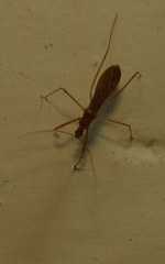 Gallobelgicus typicus