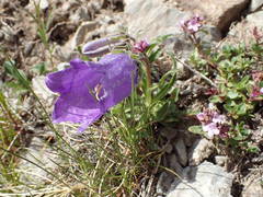 Campanula alpestris
