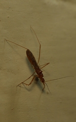 Gallobelgicus typicus