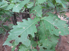 Quercus mongolica