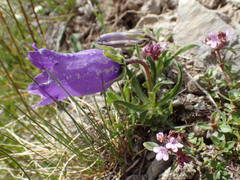 Campanula alpestris