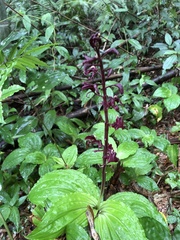 Liparis gigantea
