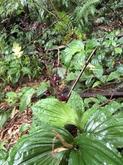 Liparis gigantea