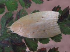Scythropiodes malivora