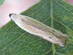 Mesophleps albilinella