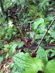 Liparis gigantea