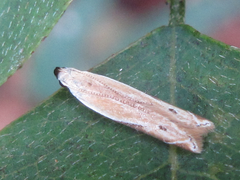 Mesophleps albilinella