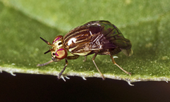 Steganopsis melanogaster