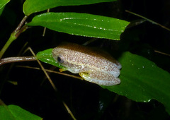 Heterixalus