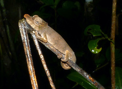 Calumma nasutum