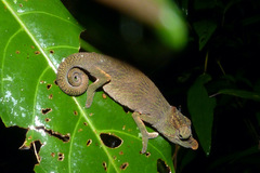 Calumma nasutum