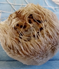 Echinocardium mediterraneum image