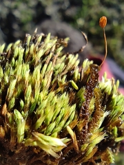 Conostomum tetragonum