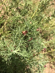 Artemisia adamsii